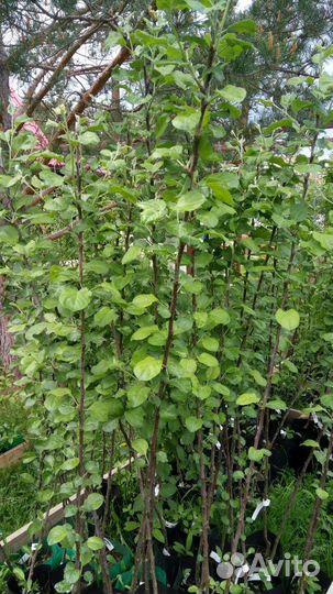 Яблоня саженцы в ассортименте