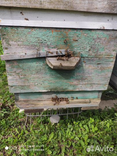 Пчелы. Карника