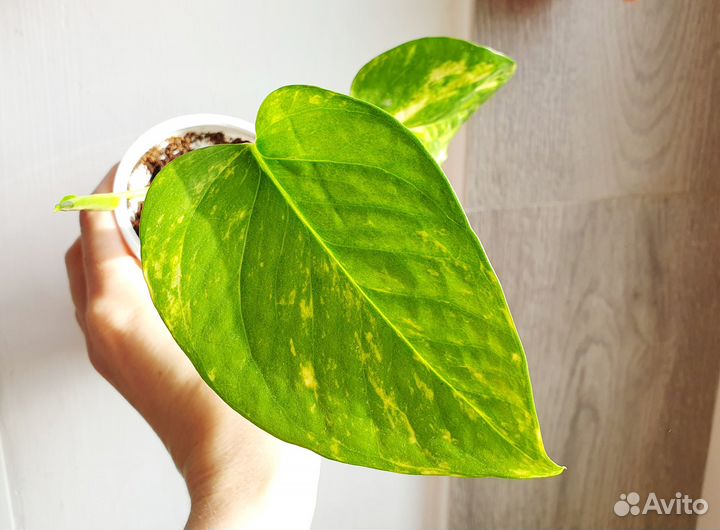 Эпипремнум сциндапсус сингониумы молодые растения
