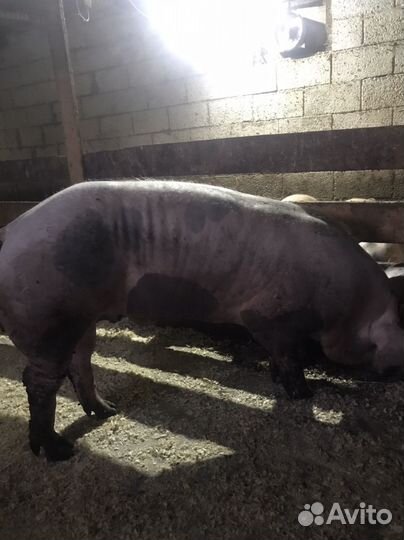 Поросята,супоросные свиноматки,хряк