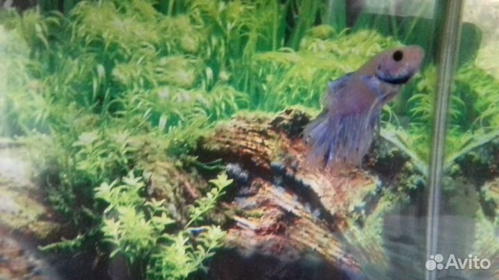 Рыбка петушок с аквариумом 20 л