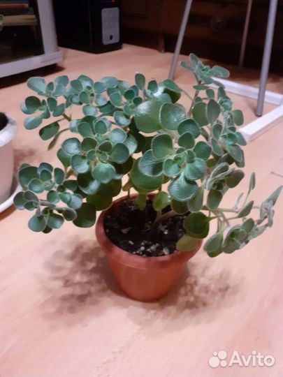 Аихризон дерево любви