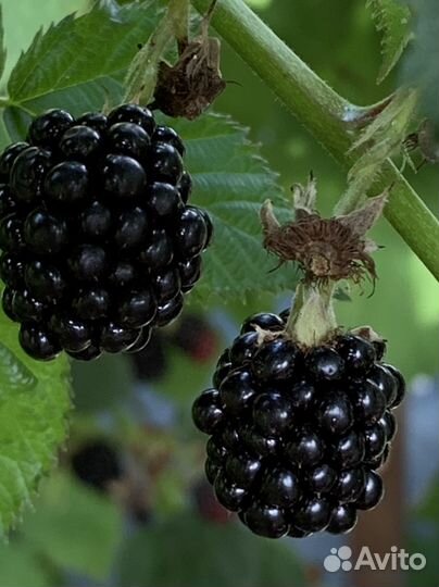 Саженцы ежевики бесшипной