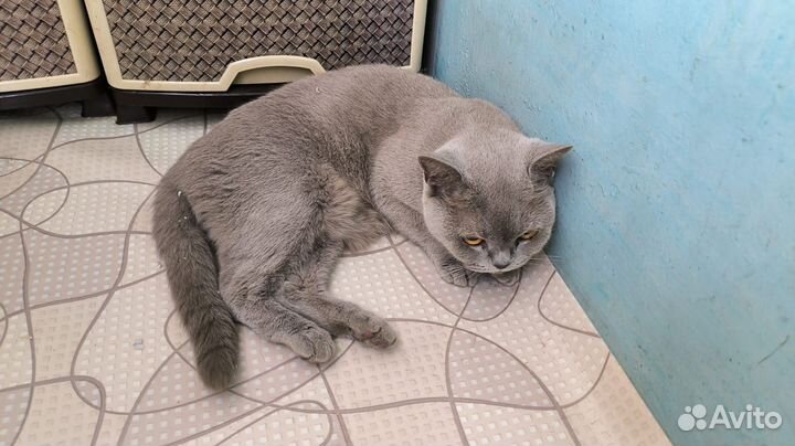 Кошечка Британка ищет дом