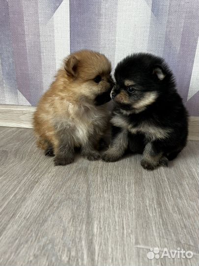 Миниатюрный Шпиц