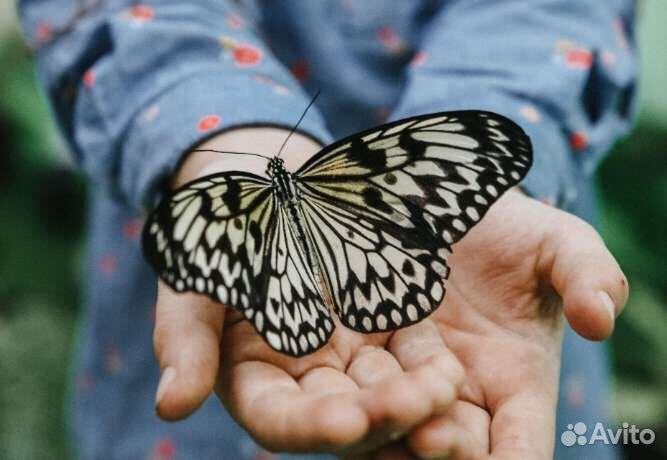 Купон/билет в парк живых тропических бабочек