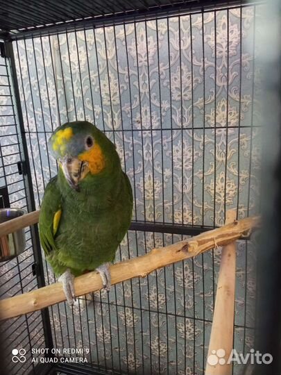 Попугай амазон венесуэльский