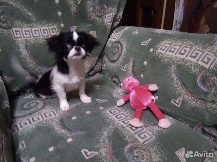 Японский Хин