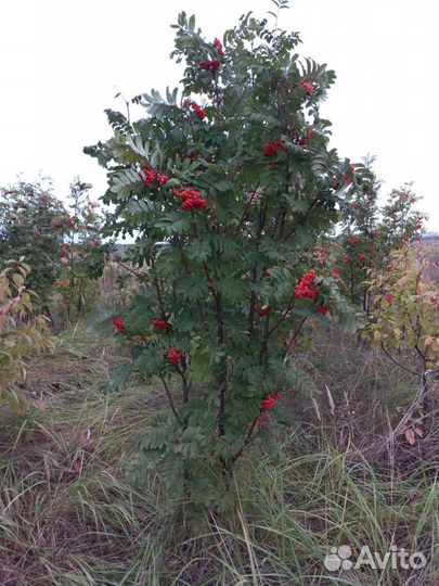 Сосны,ели,лиственица,ель голубая итд