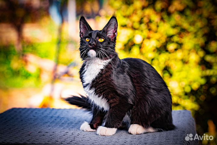 Котята мейнкуна