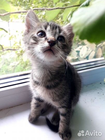 Котенок мальчик 1.5 месяца полосатый