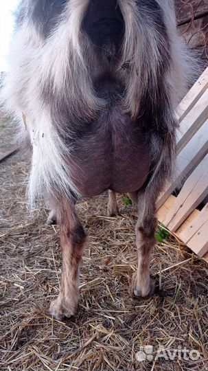 Козы ламанча дойные