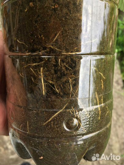 Саженцы ежевики Карака Блэк