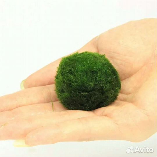 Кладофора, Аквариумные растения в ассортименте