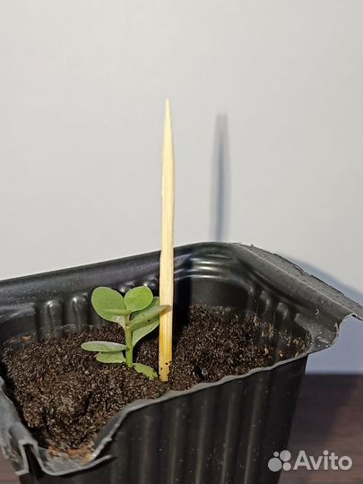 Комнатные цветы каланхоэ