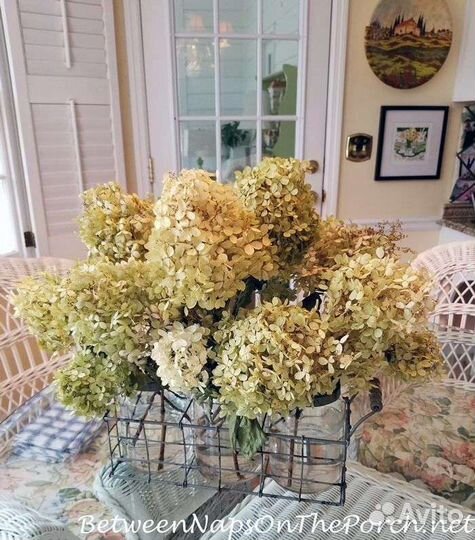 Гортензия сухоцвет