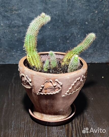 Цветок в оригиналном горшке