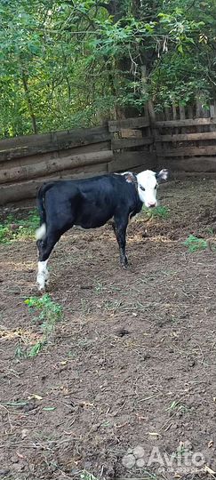 Телка 3 месяца