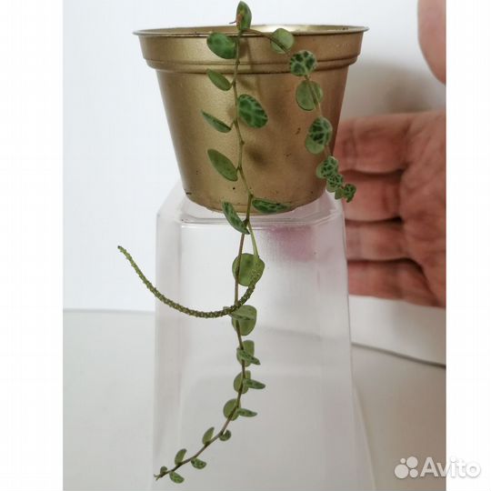 Сциндапсус пиктус фикус