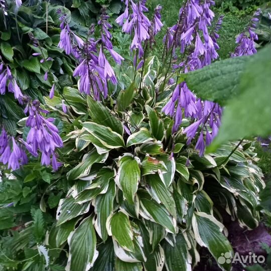 Продам хосту