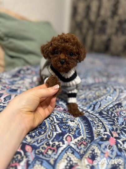 Мальчик пудель