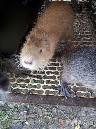 Нутрии 3 месяца