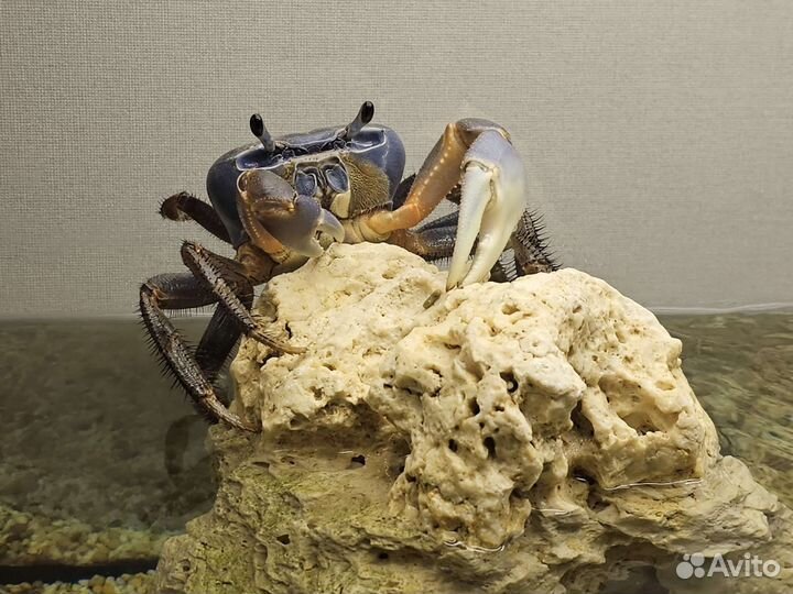 Действующий аквариум с крабом и рыбами