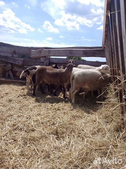 Бараны дорпер, катумские