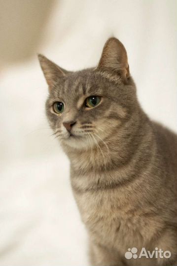 Кошечка Няша