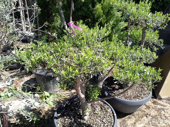 Олива Помпоны 359833