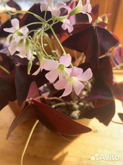 Сигнониум,нолина,сансивиерия,герань,оксалис