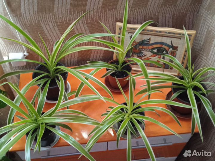 Хлорофитум