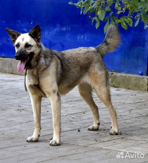 Собака в добрые руки