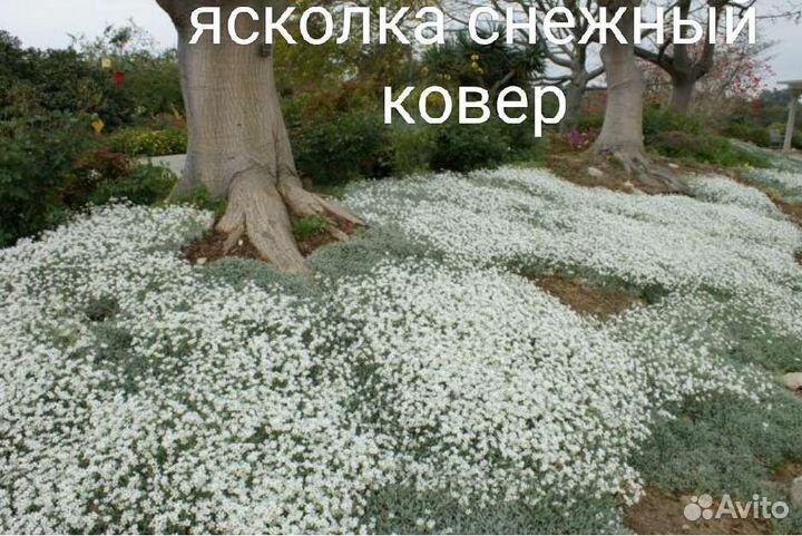 Обриета,ясколка, алиссум желтый