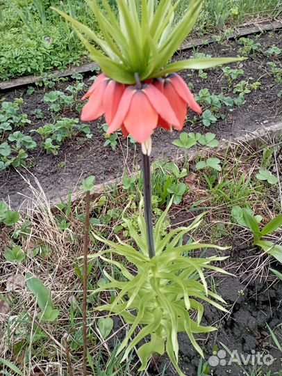 Рябчик императорский