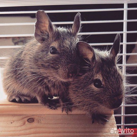 Ветврач передержка