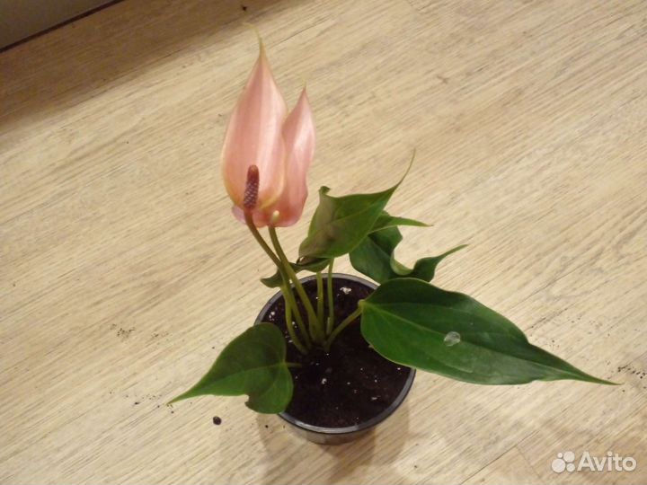 Антуриум лили