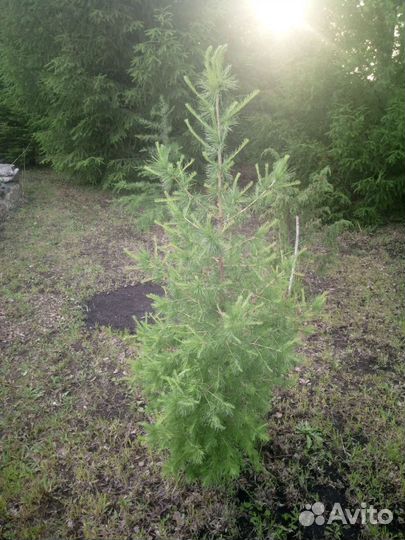 Лиственница сибирская