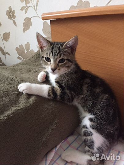 Кошка в дар