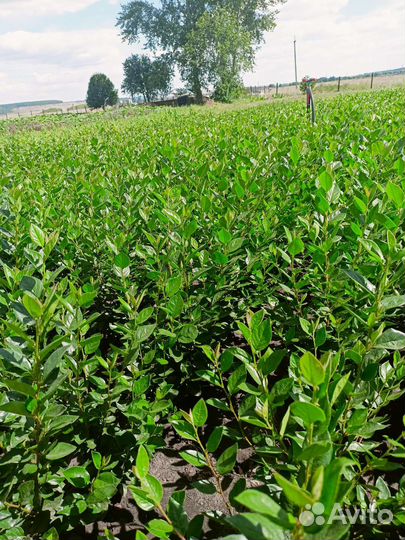 Саженцы кизильника блестящего