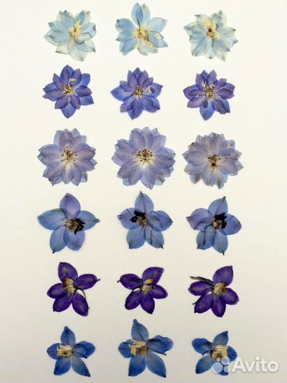 Сухоцветы плоской сушки