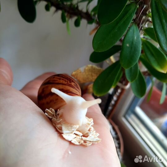 Улитки архахатины