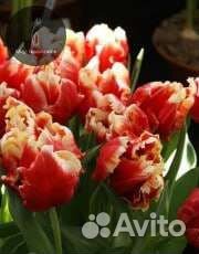 Тюльпаны микс голландские