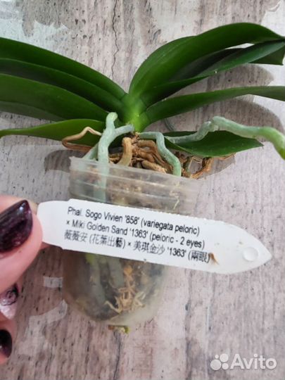 Орхидея бабочка Азия в наличии