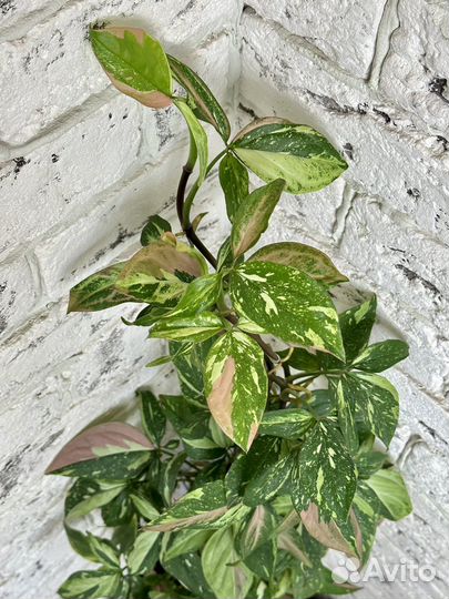 Сингониумы сортовые крупные