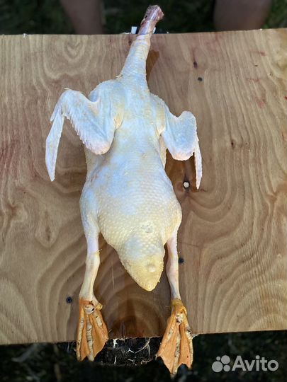 Утка домашняя мясо