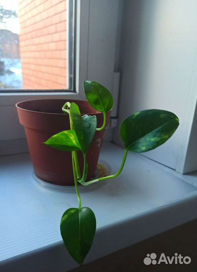 Цветы домашние Эпипремнум