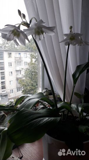 Эухарис амазонская лилия