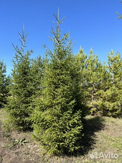 Ель сибирская