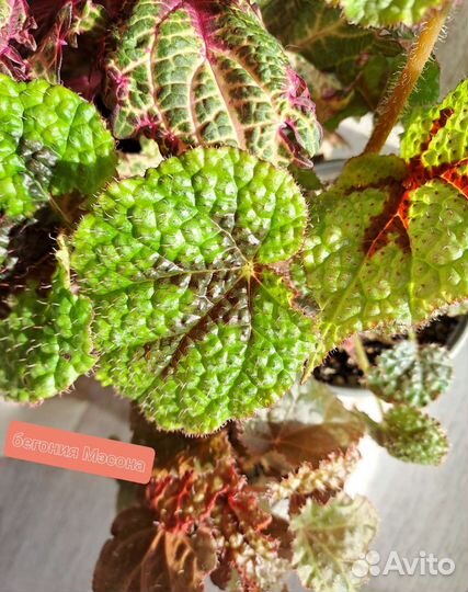 Традесканции, каллизии, монстера, мята